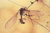 Detailed Fossil Crane Fly and True Midge in Baltic Amber #372508-1